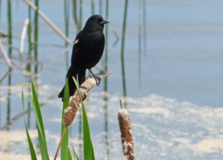 black_bird_wetland